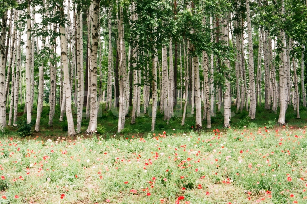 일본,자작나무,자연,감성,풍경,필름,필름카메라,꽃,자연,풍경,nature,landscape,식물,plants,나무,trees,wood,감성,sensible,feeling