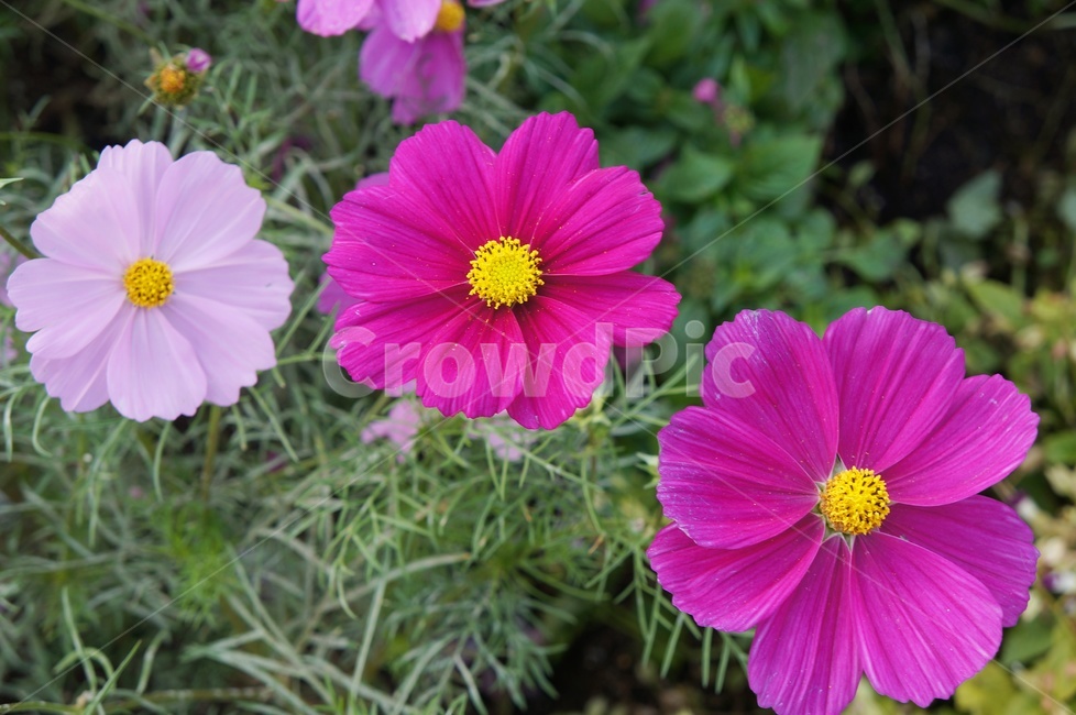 코스코스,한들한들,가을,예쁜꽃,식물,정원,분홍꽃,식물,자연,plants,nature,꽃,flower