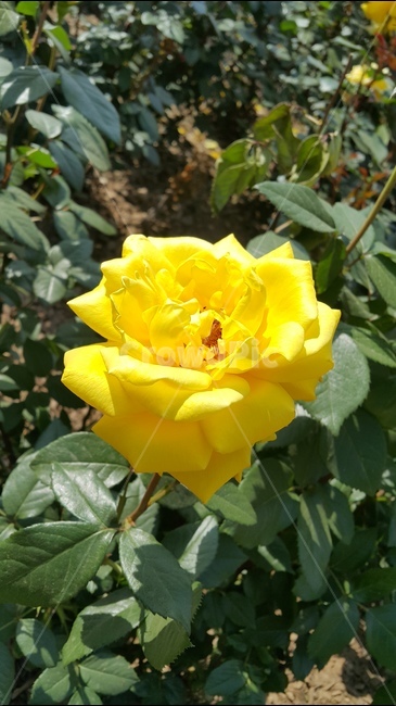 장미축제,꽃향기,장미공원,노란장미,장미꽃,식물,자연,plants,nature,꽃,flower