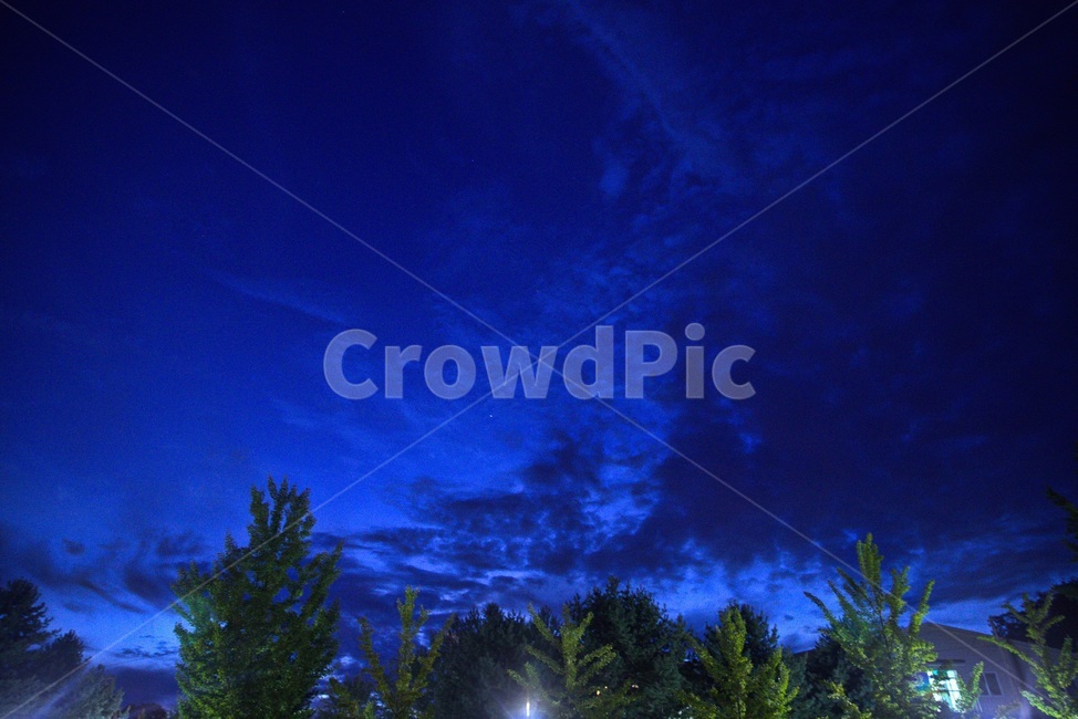 tree,나무,plant,식물,전나무,야간,야경,빛,라이트,light,fir,야경,밤,풍경,nightscape,night,landscape