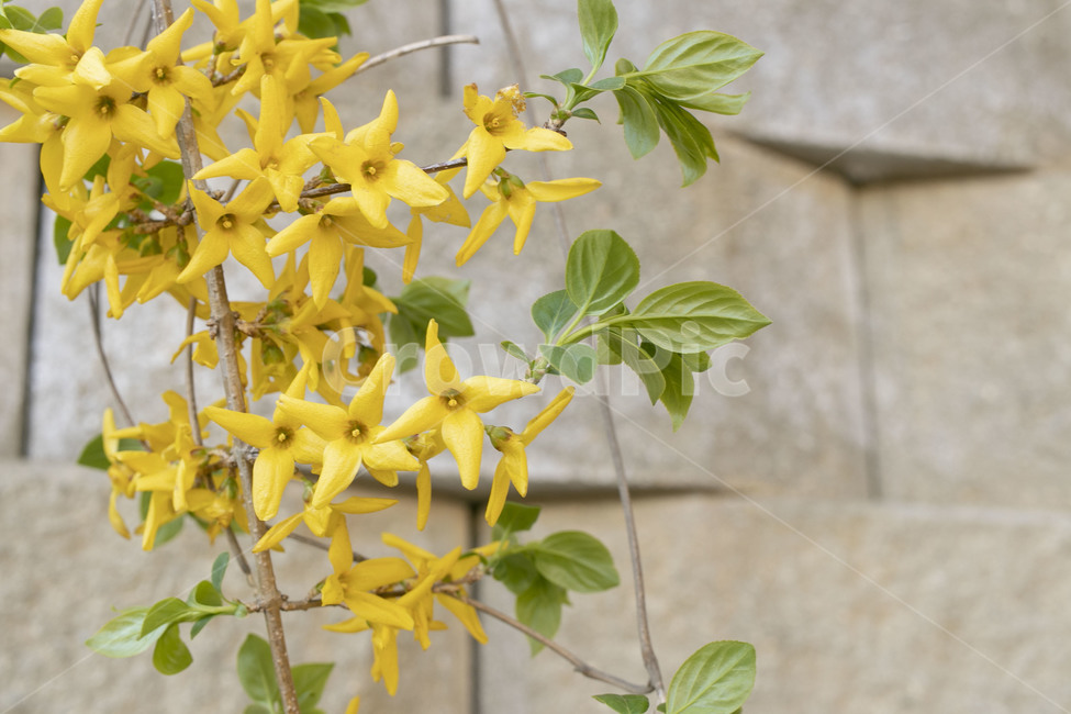 plant,식물,leaf,잎,flower,blossom,꽃,개나리