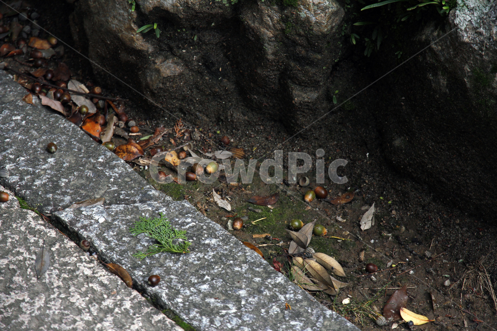 ground,바닥,가을,fall,자연,도토리,acorns,다람쥐밥,열매,nature