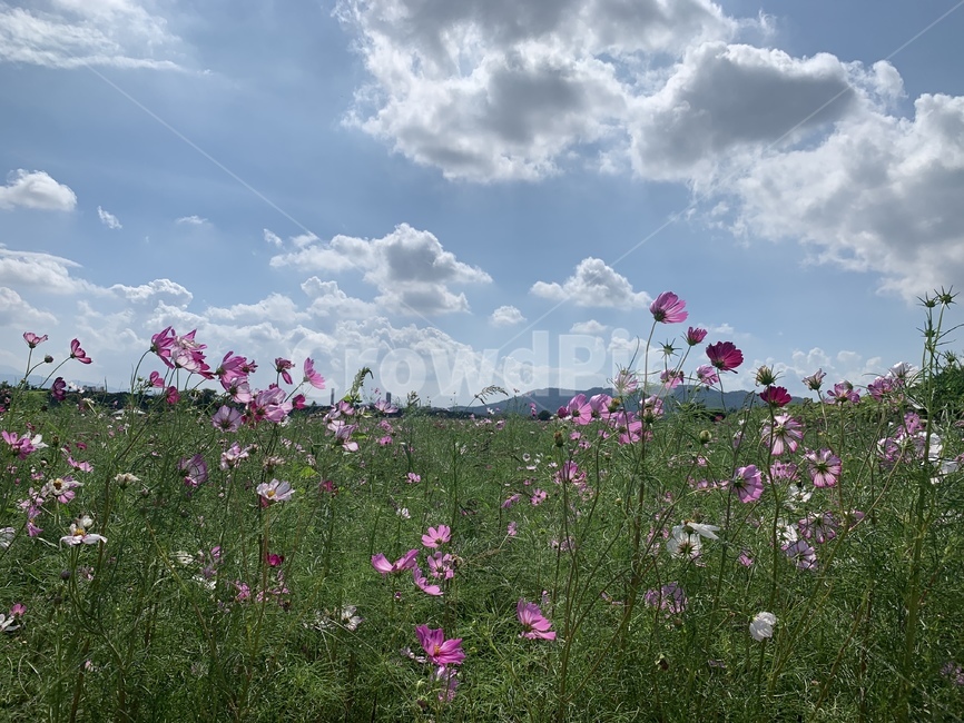 nature,자연,grassland,outdoors,목초지,field,코스모스,하늘,식물,자연,plants,nature