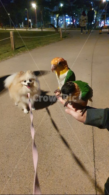포메라니안,앵무새,밤산책,공원,구관조
