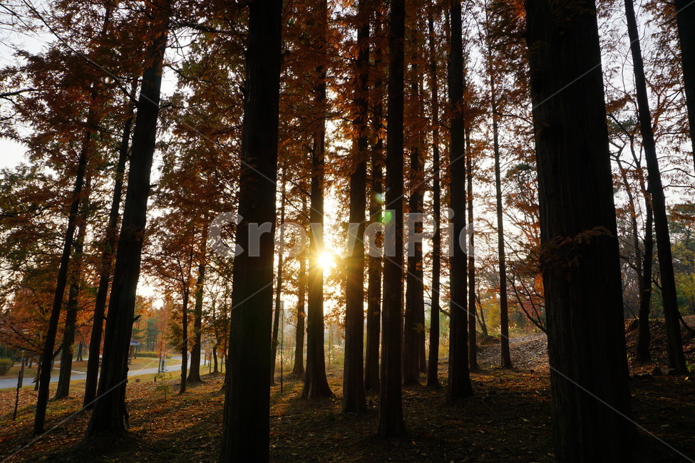 풍경,자연,단풍,나무,숲,가을,계절,fall,autumn,season,식물,자연,plants,nature,나무,trees,wood,flare,플레어,light,빛,sunlight,햇빛