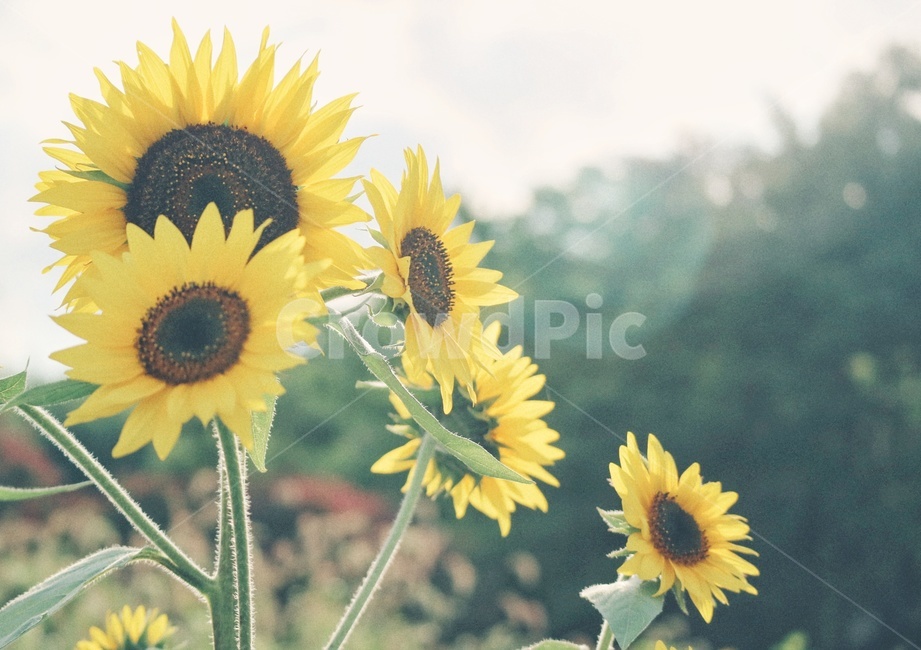 해바라기,sunflower,꽃,flower,감성,식물,plants,자연,nature,여름,계절,summer,season,가을,fall,autumn,식물,자연,plants,nature,꽃,flower,감성,sensible,feeling,plant,blossom
