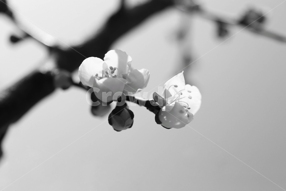 흑백,식물,꽃,자연,plant,flower,nature,봄,spring,blackwhite,bw,식물,자연,plants,nature,꽃,flower