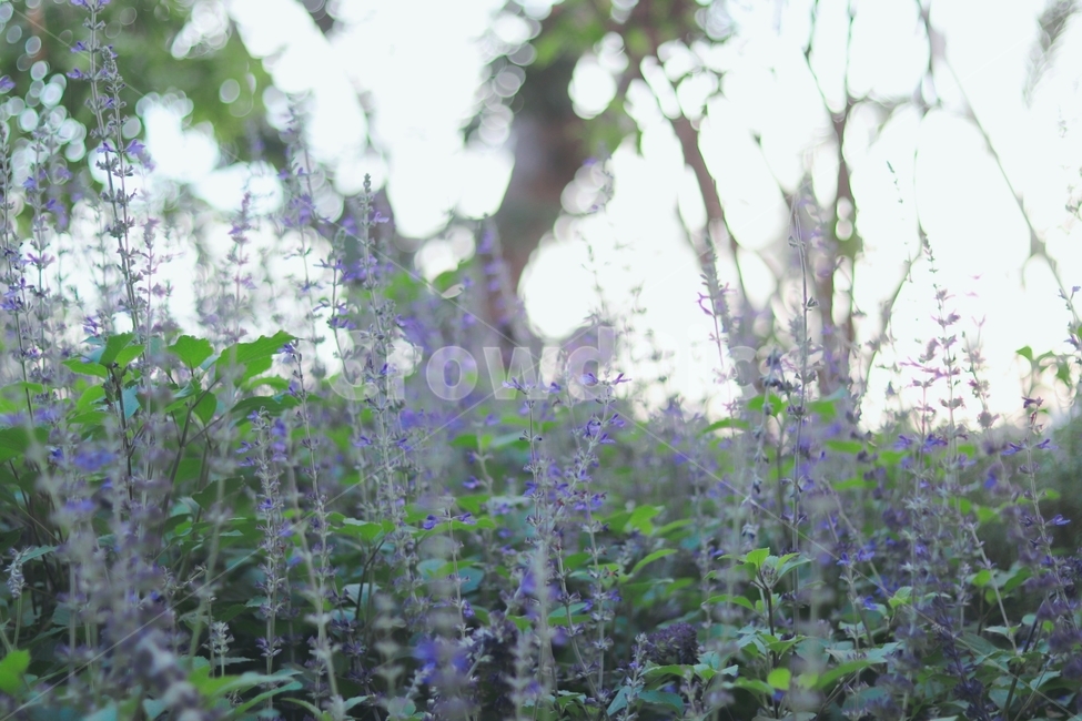 꽃,플라워,보라색꽃,초록잎,하늘,식물,자연,plants,nature,꽃,flower