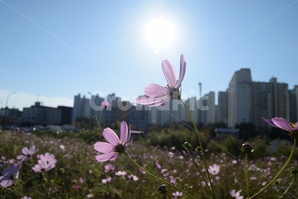 코스모스,곷,과노출,햇빛,해,태양,풍경,flower,cosmos,ladnscape,apartment,아파트,grass,풀,군락지,코스모스군락,자연,인공물,가을,계절,fall,autumn,season,도시,풍경,city,landscape,한국도시풍경,한국도시경관,korea cityscape,식물,자연,plants,nature,꽃,flower,plant,daisies,데이지,blossom,daisy,geranium,제라늄
