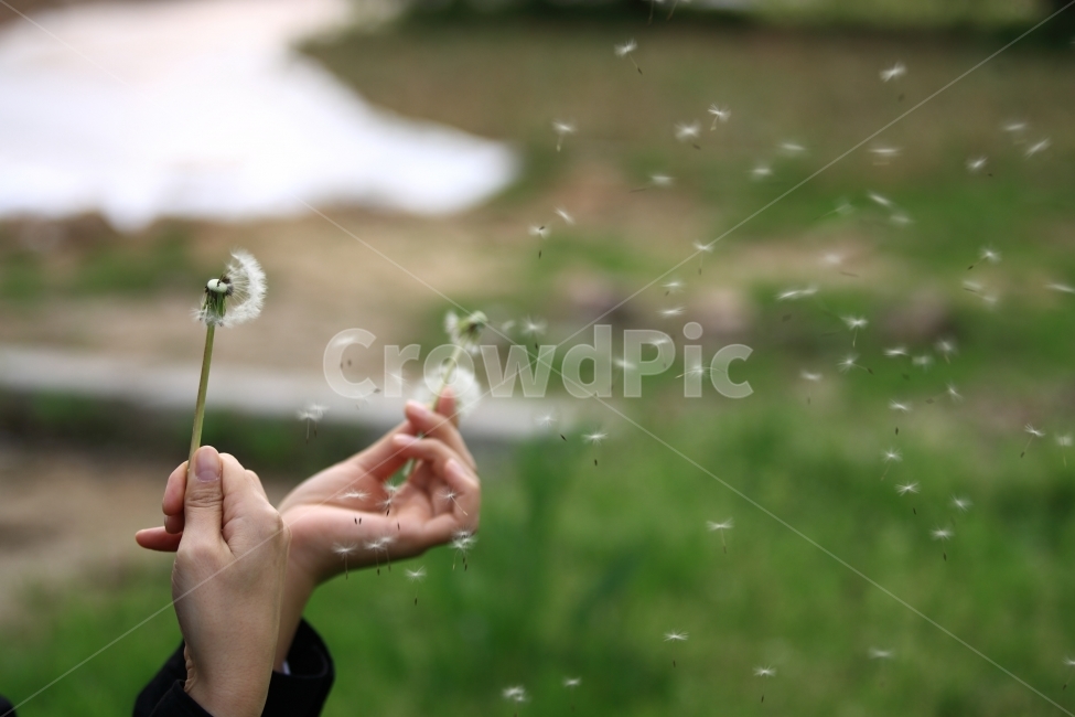 민들레,손,아내,봄,바람,풍경,자연,식물,식물,자연,plants,nature,꽃,flower,사람,인물,인간,human,person,신체일부,몸,body,감성,sensible,feeling