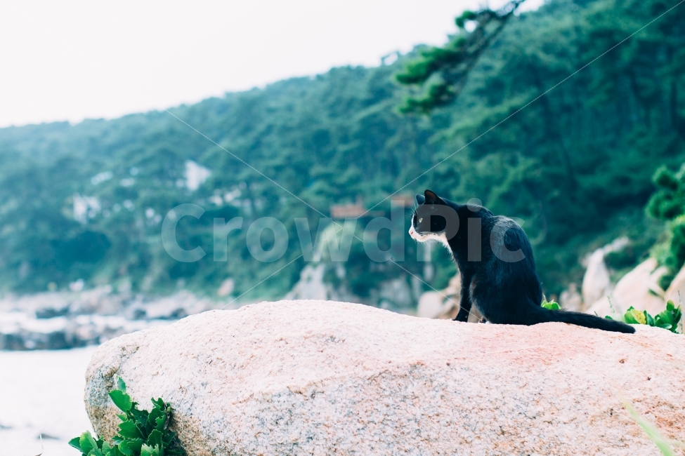 고양이,동물,자연,기다림,반려동물,동물,animal,포유류,mammal,고양이,cat,kitten,kitty,감성,sensible,feeling