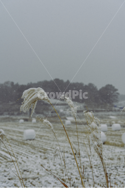 갈대,눈,논,겨울,snow,농촌,시골,winter,ricefield,겨울,계절,winter,season,감성,sensible,feeling