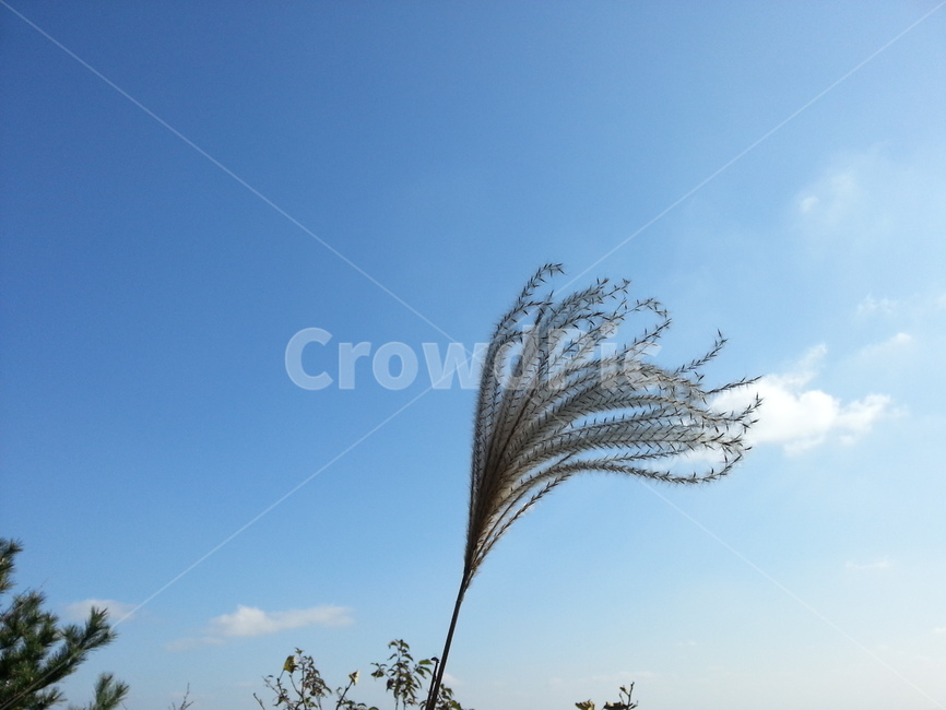 식물,잔디,하늘,plant,grass,sky