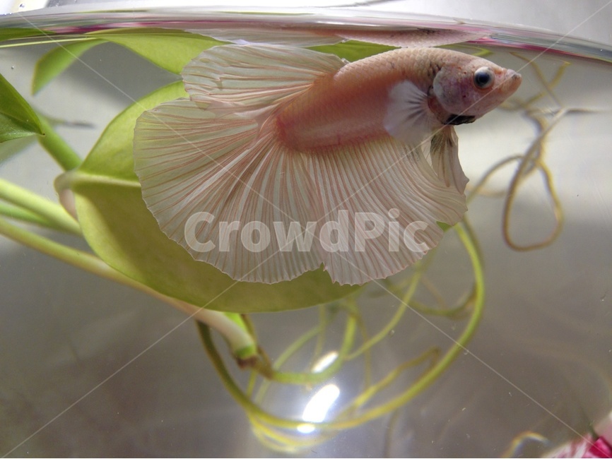 베타,열대어,물고기,애완,취미,동물,animal,어류,물고기,fish