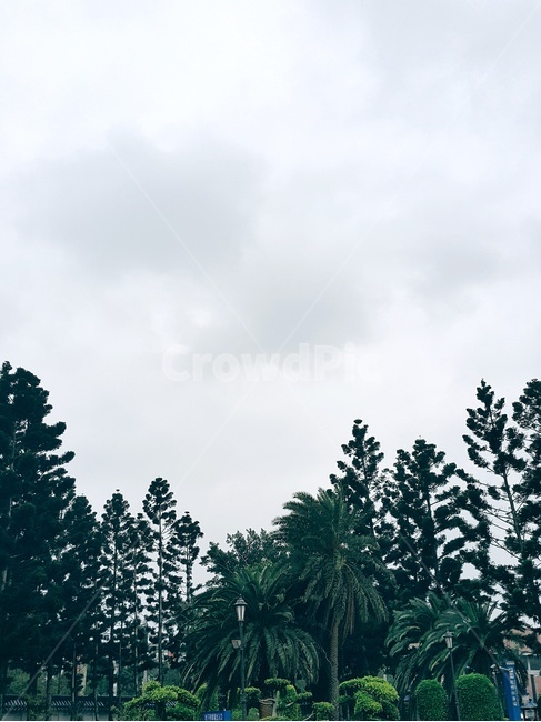 하늘,풍경,나무,구름,자연,자연,풍경,nature,landscape,tree,plant,식물,fir,전나무
