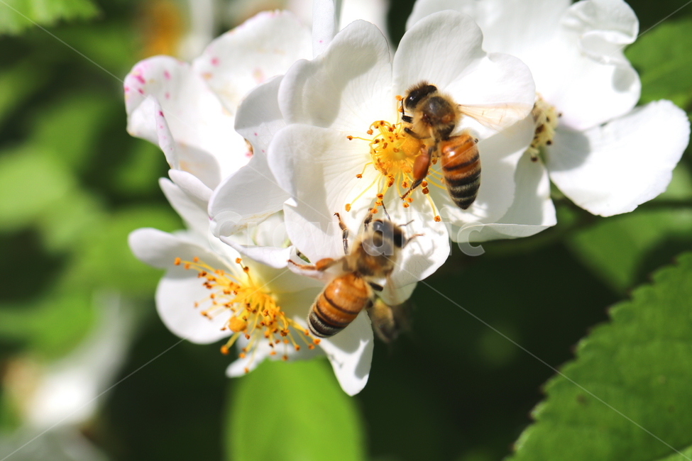 동물,벌레,식물,꽃,자연,식물,자연,plants,nature,꽃,flower,동물,animal,곤충,벌레,insect,bug