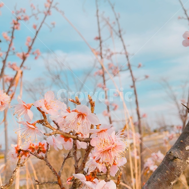 벚꽃,나무,하늘,꽃,풀,봄,계절,spring,season,식물,자연,plants,nature,꽃,flower,plant,leaf,잎