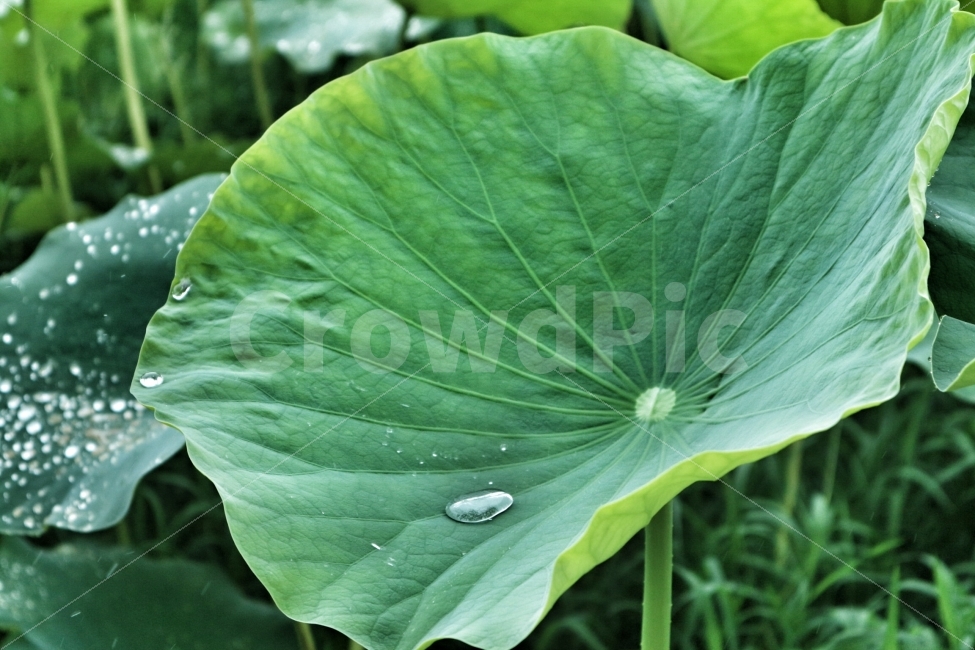 연잎,꽃,물방울,비,초록,시원함,식물,자연,plants,nature