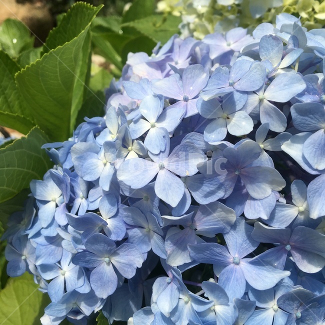 꽃,꽃잎,수국,식물,여름,flower,풍경,자연,꽃다발,수국축제,꽃,flower