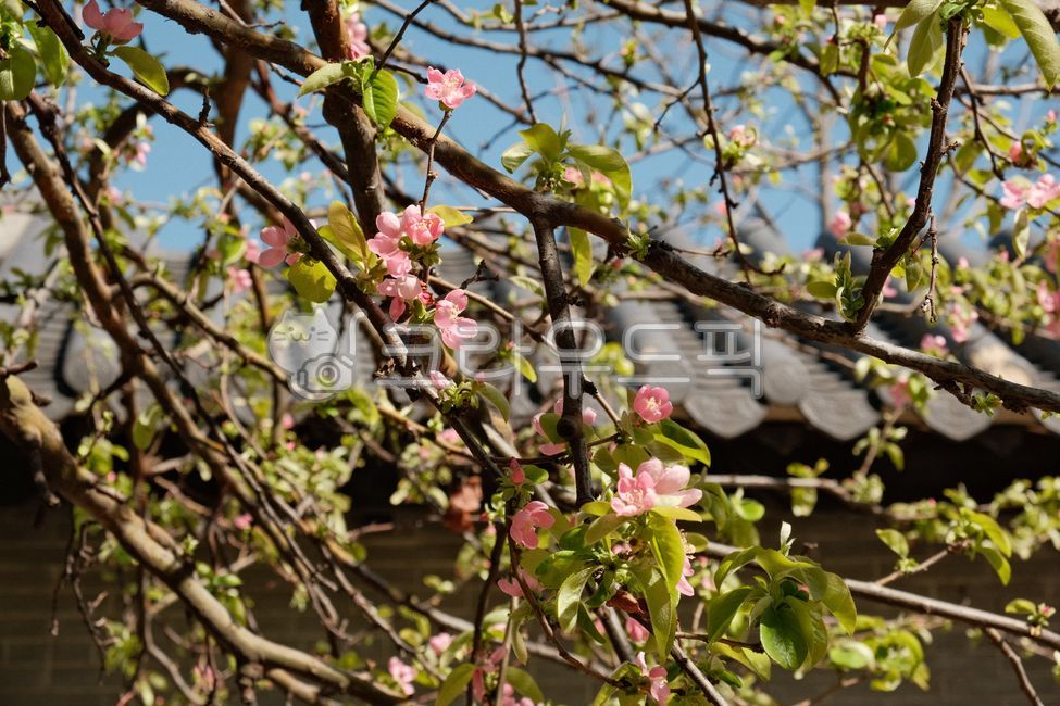 봄꽃, 봄, 나무, 자연, 야외, 사진,이미지,일러스트,캘리그라피 - Nzang835작가