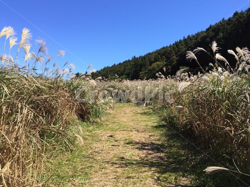 제주도,갈대,풍경,자연,식물,plant