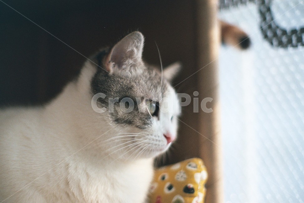 고양이,반려동물,동물,cat,animal,동물,animal,포유류,mammal,고양이,cat,kitten,kitty