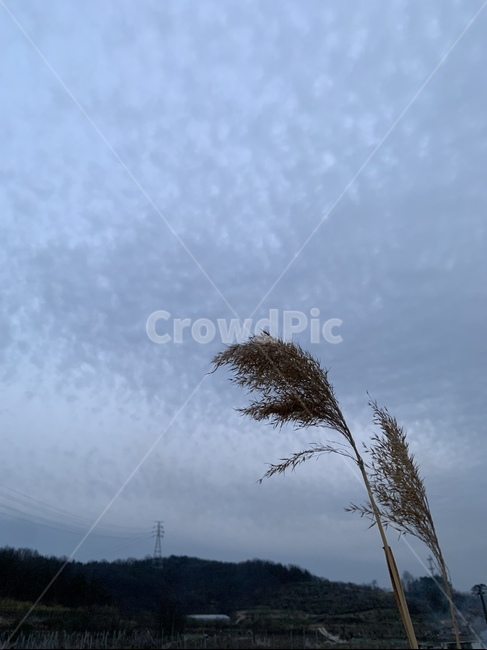 흐림,시골,갈대,저녁,풍경,시골풍경,자연,풍경,nature,landscape,grass,잔디,plant,식물,lawn,reed
