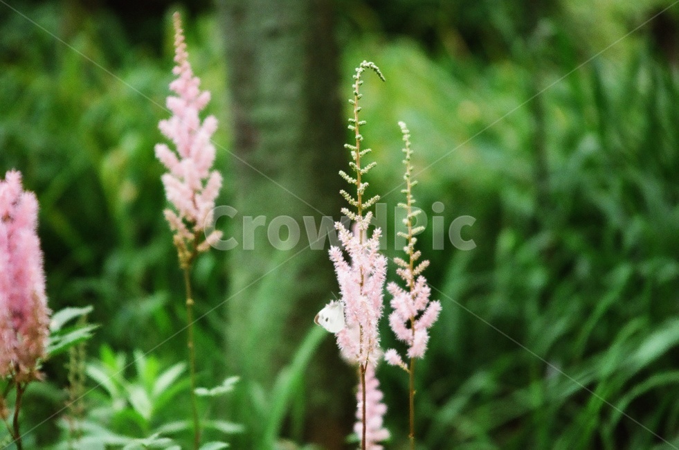 grass,잔디,plant,식물,여름,대구수목원,녹음,식물,자연,plants,nature