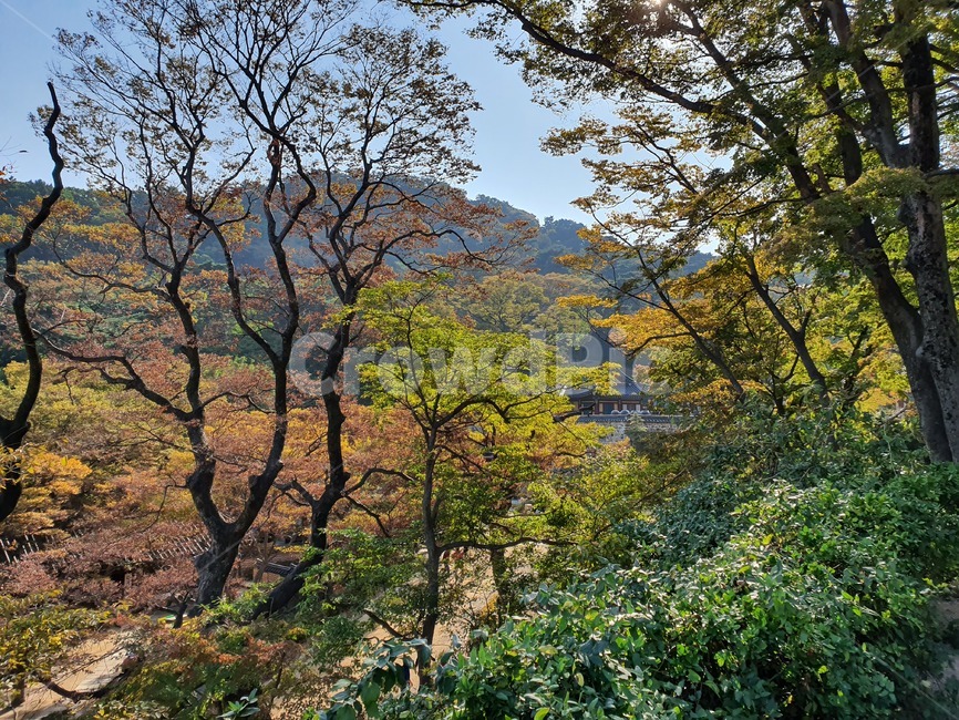 plant,식물,tree,나무,treetrunk,나무줄기,강화도,가을,autumn,단풍,maple,산,mountain