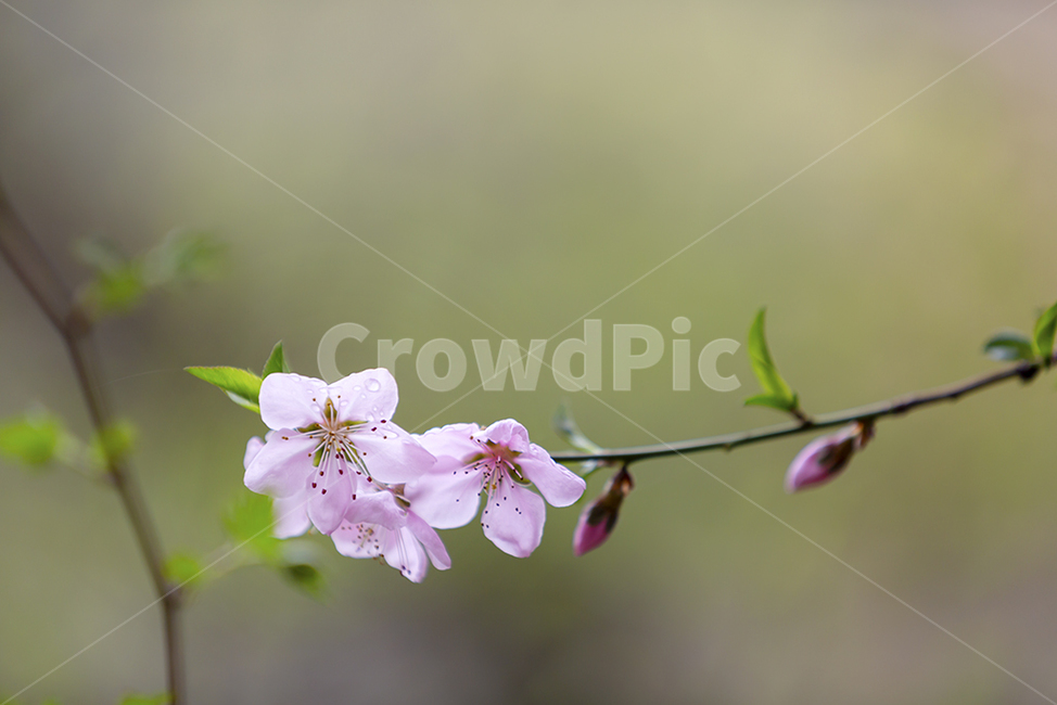 복사꽃,봄꽃,분홍색,새봄,plant,flower,spring
