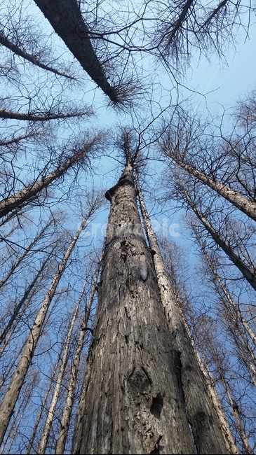 Phytoncide,pine tree,annual zone,forest of trees,sky and trees