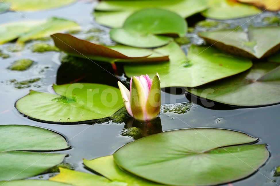 연꽃잎,식물,자연,연못,수초,nature,공원,연꽃,수련,플라워,꽃사진,꽃봉오리,flower,녹색,이파리,수생식물,감성,감성사진,힐링,힐링사진,한국의자연,한국자연,한국풍경,여름꽃,스냅,스냅사진,스넵,스넵사진,snap,snapshot,plant,plants,정원,화단,꽃밭,식물,자연,plants,nature,꽃,flower