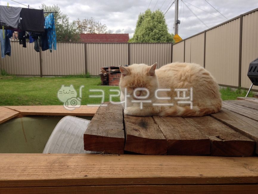 love,lie down,drowsy,Meow,day off,lazy,languid,plywood,cute,peaceful,starvation,happiness,cat,friend,lonely,sleepy,nap,pet,rest,pretty,nothing,tree,tired,old cat,afternoon,Pets,Gomyami,Beloved,leisurely,animal,family,mammalia