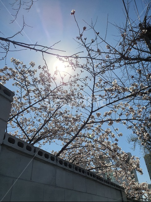 light,빛,flare,플레어,벚꽃,하늘,식물,자연,봄,계절
