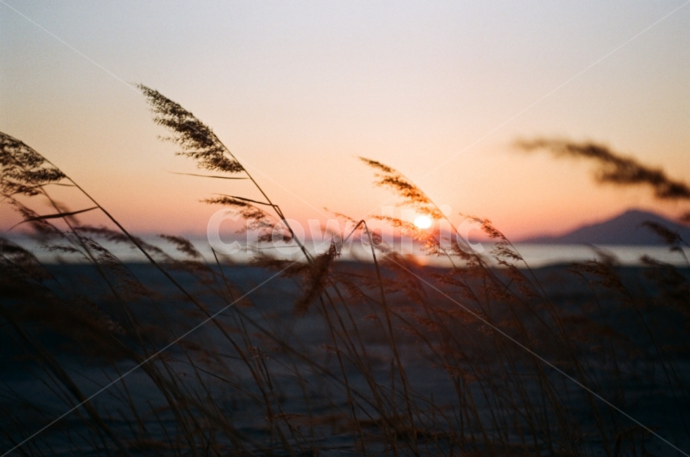 필름,필름카메라,노을,석양,감성,식물,자연,plants,nature,감성,sensible,feeling