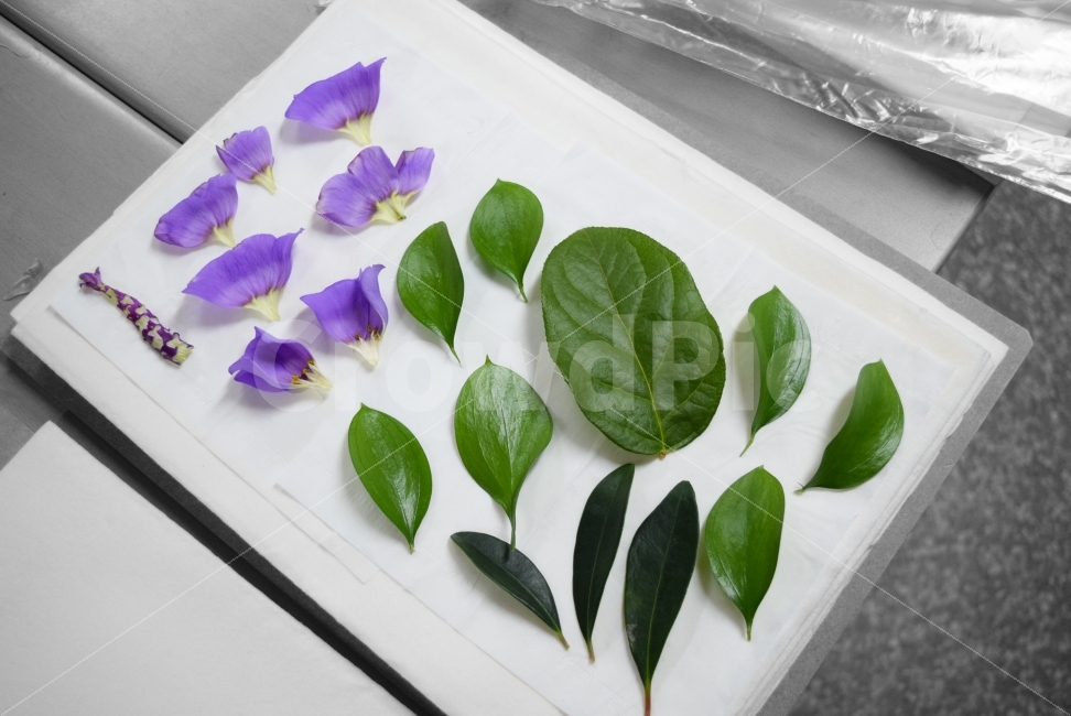 꽃,꽃잎,리시안셔스,나뭇잎,식물,자연,식물,자연,plants,nature,꽃,flower