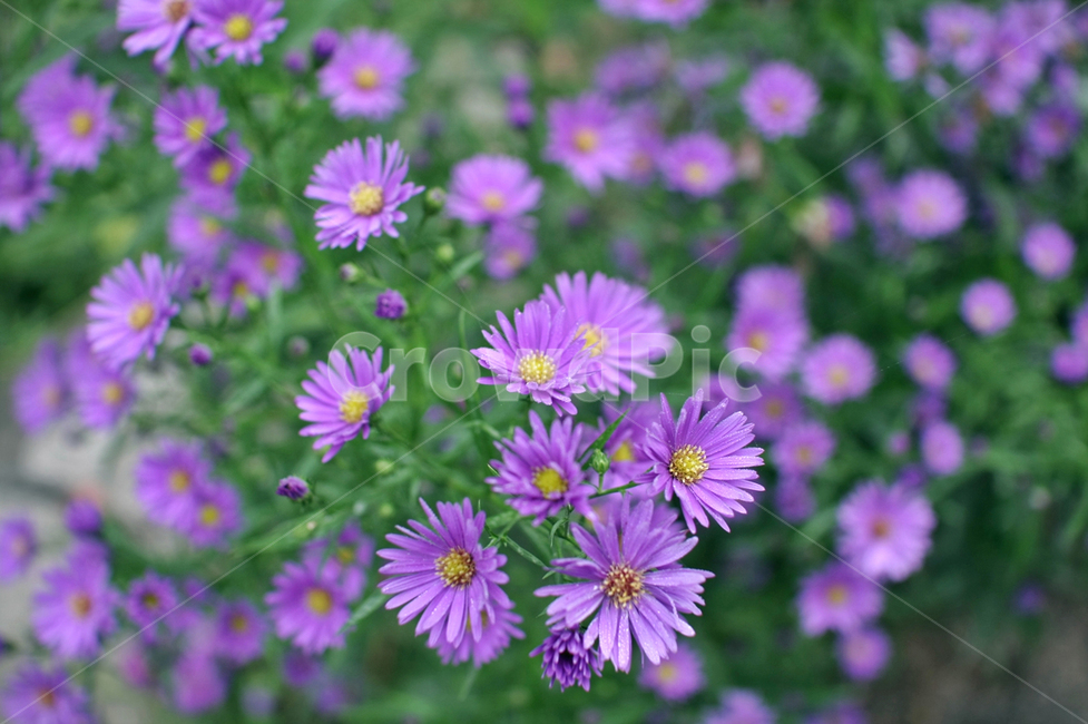 꽃,flower,자연,식물,아름다움,식물,자연,plants,nature,꽃,flower