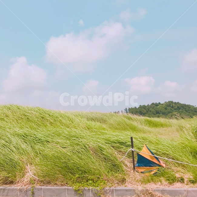 바람,여름바람,제주도,푸른하늘,초록색,푸른색,자연,풍경,nature,landscape,outdoors,옥외,grassland,목초지,field,들