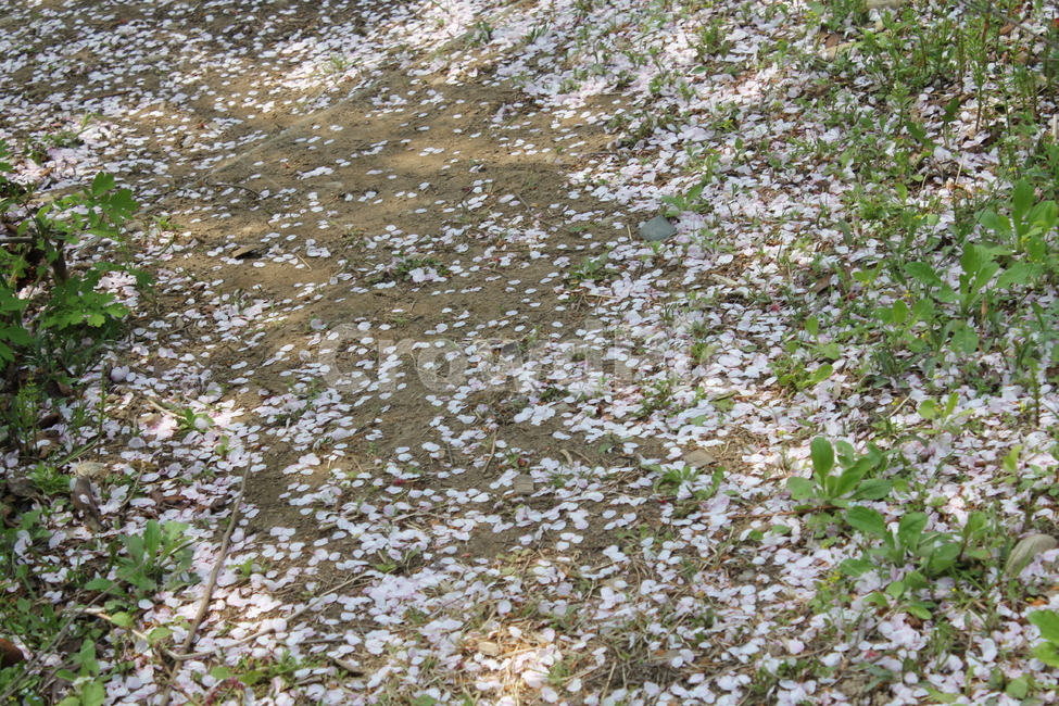꽃,봄,감성,식물,자연,풍경,자연,풍경,nature,landscape