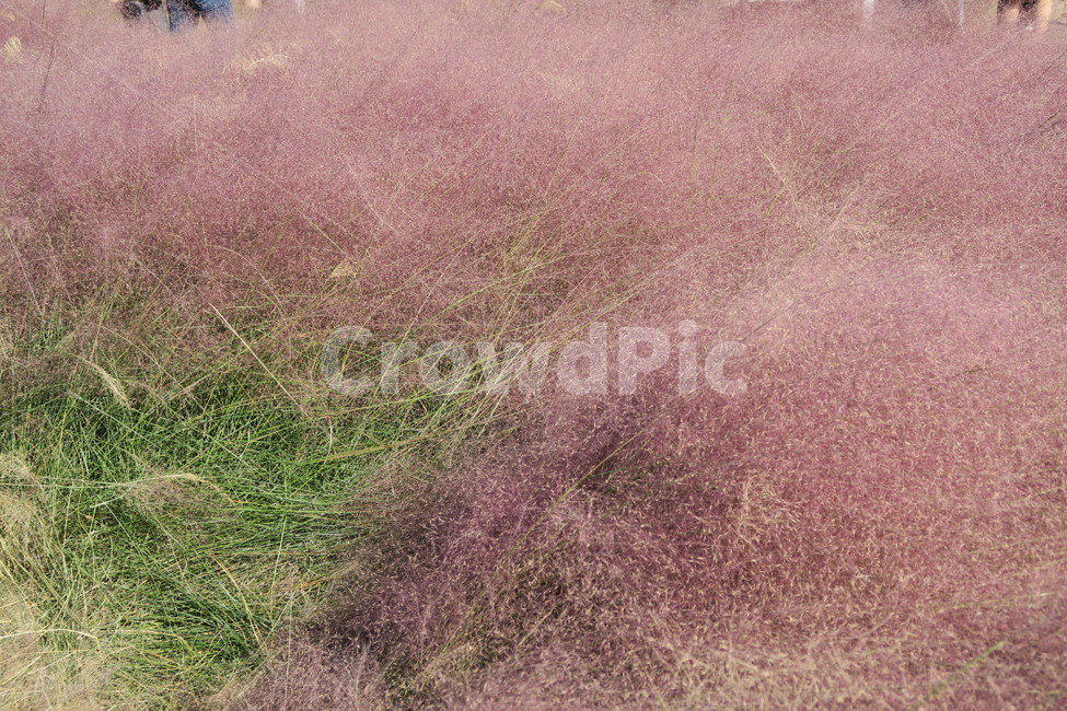 경주,핑크뮬리,꽃,자연풍경,첨성대옆,가을,계절,fall,autumn,season,식물,자연,plants,nature
