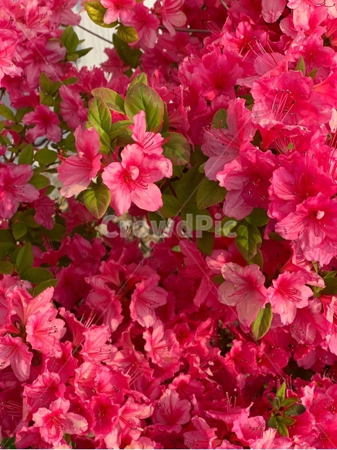 꽃,진달래,식물,자연,분홍색,분홍꽃,봄,flower,azalea,nature,plants,pink,spring