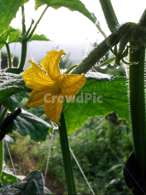 오이,오이꽃,아침,열매,덩굴,노란꽃,채소,밭,농촌,꽃,식물,녹색,녹색채소,덩굴식물