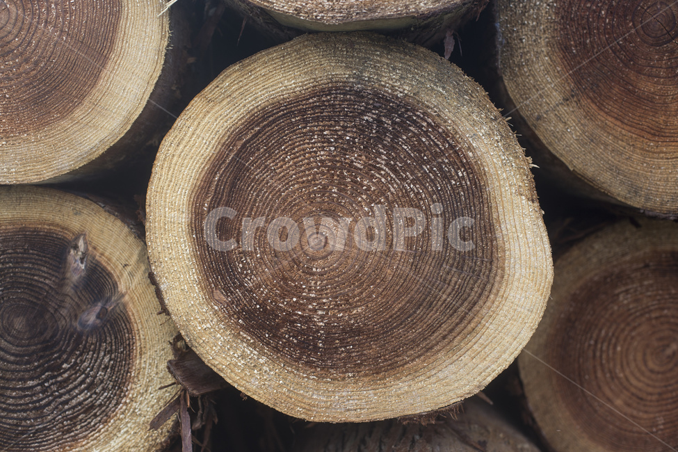 나무,통나무,나이테,목재,장작,땔감,단면,벌목,나무,trees,wood