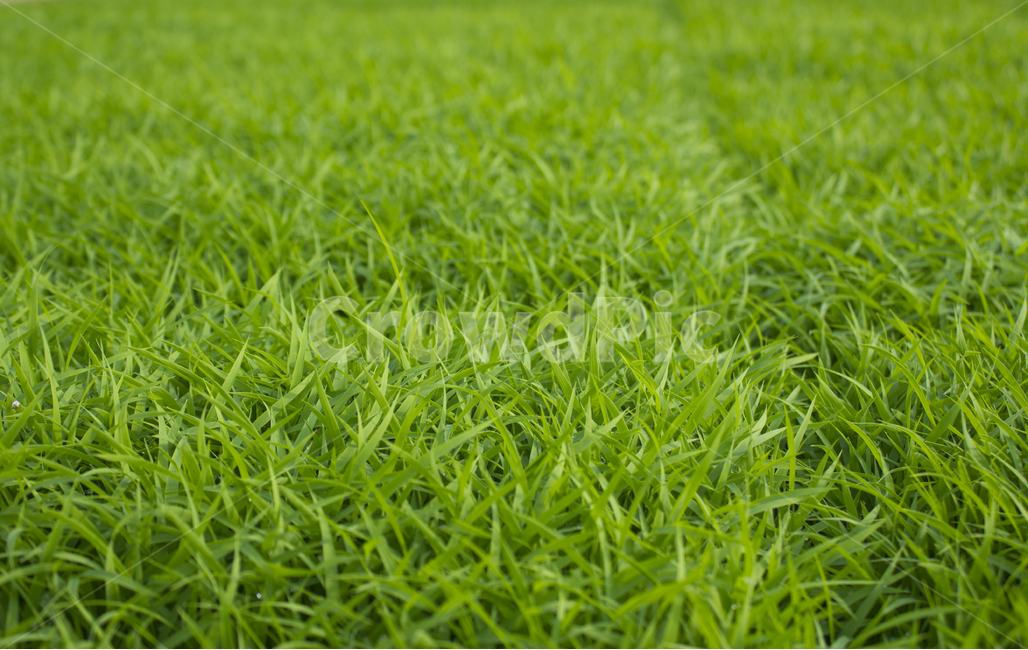 물,녹색,그린,모,모내기,벼,싹,새싹,풀,잔디,풀밭,이슬,젖은,젖어있는,잔디밭,봄,비오는날,물방울,자연,블러,아웃포커스,포커스아웃,식물,농사,논농사,잎,잎사귀,나뭇잎