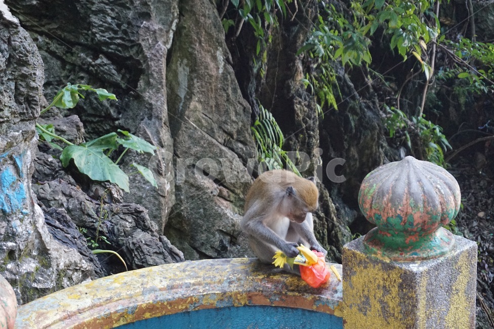바투동굴,원숭이,말레이시아,쿠알라룸푸르,동굴,동물,animal,포유류,mammal