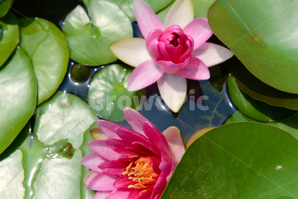 꽃,자연,접사,힐링,신선함,안식처,season,plants,nature,flower,sensible,feeling,색깔,색상,색채,색감,colorsense,colorsensitivity,feelingofcolor,감성,평온함,느낌,휴식,koreanature,landscape