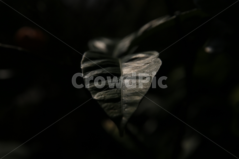 식물,어두움,빛과그림자,반사,반영,식물,자연,plants,nature