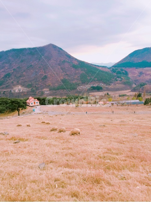 nature,자연,outdoors,옥외,양떼,양떼목장,목장,들판,목축업,목장,livestock farming,ranching,pasture