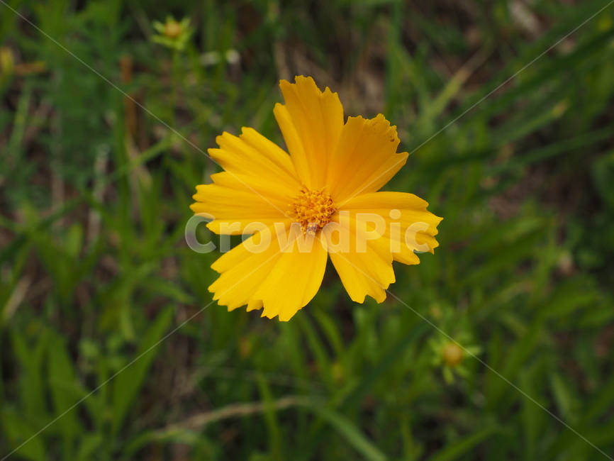 꽃,자연,노란색,접사,감성,식물,자연,plants,nature,꽃,flower