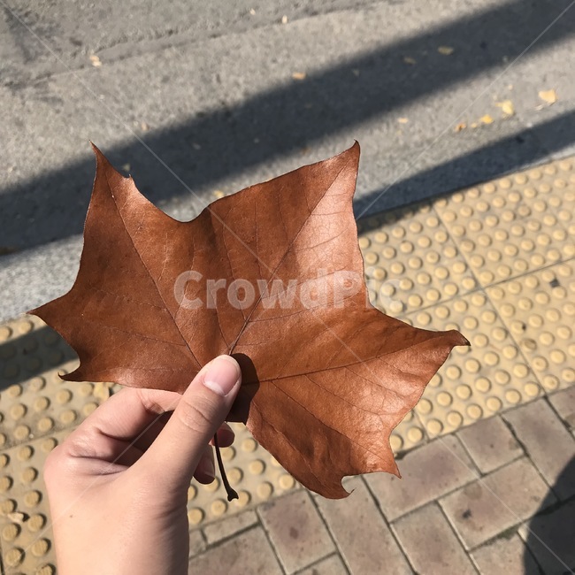 leaf,잎,plant,식물,tool,수단,tree,나무,autumn,fallenleaves,낙엽,가을감성,나뭇잎,가을,플라타너스,planetree,platanus